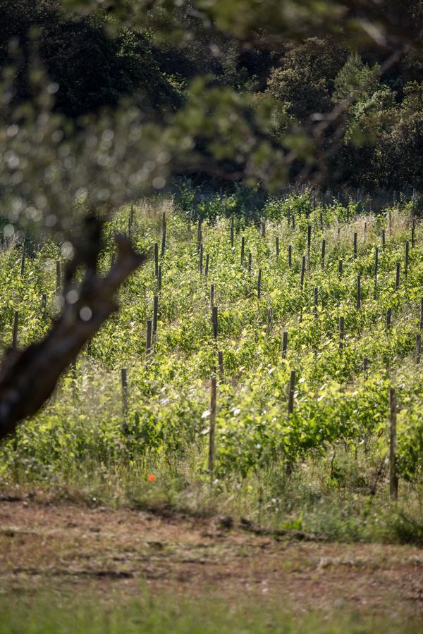 Domaine Monte Verdi Flayosc Buitenkant foto